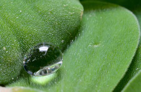 Water droplets