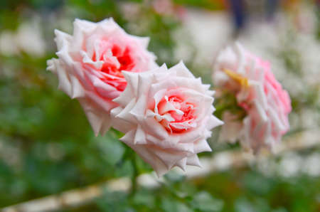 Rosesの写真素材