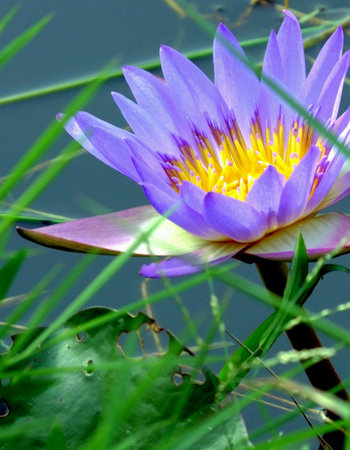 A blomming lotus flowerの素材