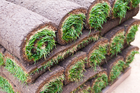 Sod Grass Rolled on a Palletの写真素材