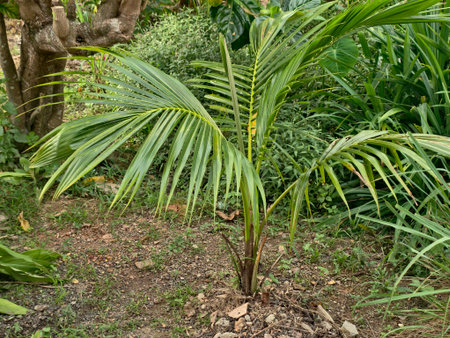 Cocos nucifera young coconut palm with slender fronds growing in tropical outdoor setting.