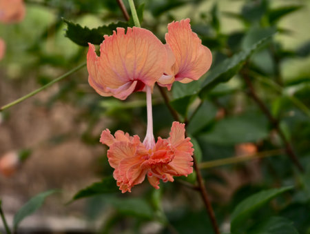 Hibiscus rosa-sinensis â€˜El Capitolio Sportâ€™ (Lionâ€™s Tail Hibiscus) with unique...