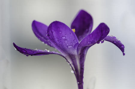 Crocus flower with rain drops