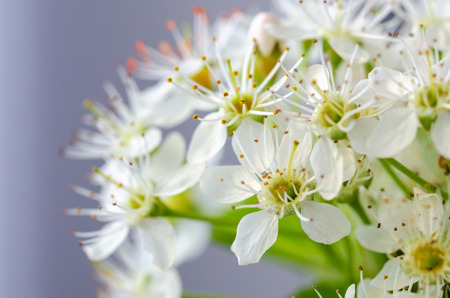 Spring flowers macro view. Shallow deep and selective focusの写真素材