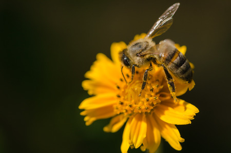 Honey bee on a yellow flower,macro,detail.