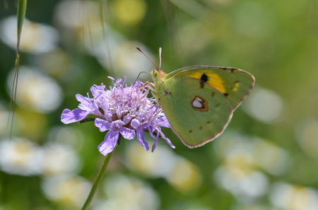 Colias crocea, Common Clouded Yellow on Scabious plantの写真素材