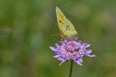 Colias crocea, Common Clouded Yellow on Scabious plant.it is fed.の写真素材