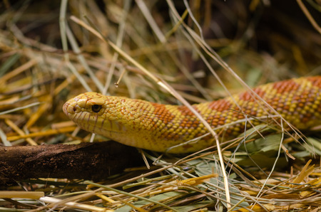 Corn snake (elophe rufodorsata) on straw.