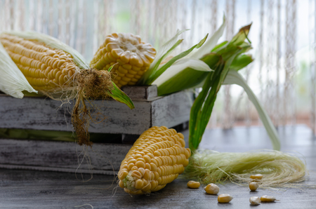 Corn on the cob in wooden crate in the kitchen.の写真素材