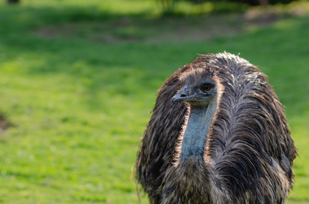 Portrait of a South American ostrich Nandu close-upの写真素材