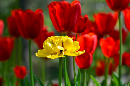 Flower tulips background. Beautiful view of red tulips under sunlight landscape at the middle of spring .の写真素材