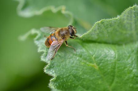 Bee is on the green leaf.の写真素材