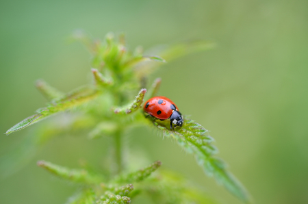 Cute Ladybug is on the stinging nettle( Urtica dioica )の写真素材
