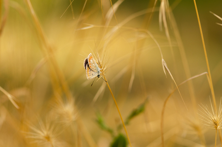 Brown Argus butterfly (Polyommatus agestis) rest on  the plant on summer.の写真素材