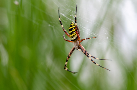 Yellow and black spider in his spider web on natural light outdoors.の写真素材