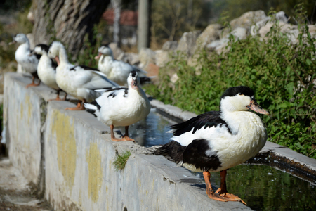 Six ducks are standing next to the fountain.の写真素材