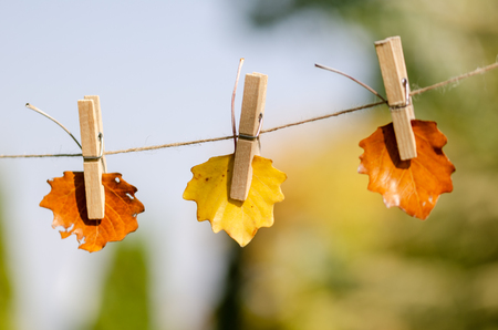 Autumn leaves on fall background.The leaves were hung with a  latch on the rope.の写真素材