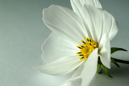 Close up white cosmos flower on the aqua  backgroundの写真素材