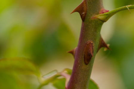 Close up of a rose stem with sharp thorns and green leaves.の写真素材