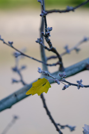 The last leaf of the tree on autumnの写真素材