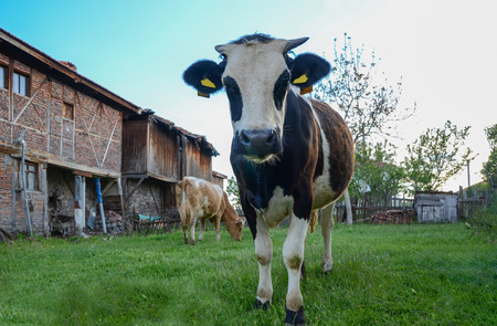A cow is eating grass near the house in meadow,Other cow is looking at the camera.の写真素材