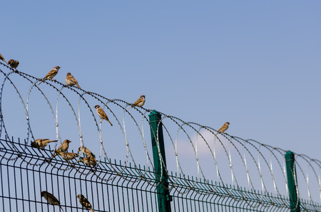 Sparrows perched on circle metal barbed wires,copy space,