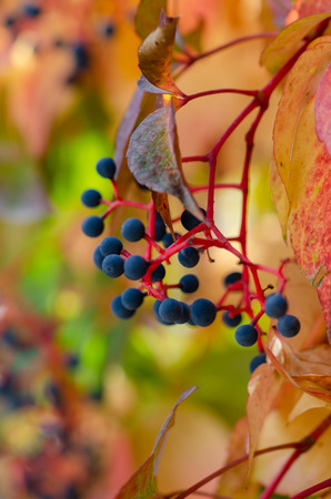 Virginia Creeper (Parthenocissus Quinquefolia) in autumn season, close-upの写真素材