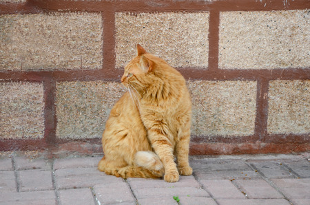 Stray yellow cat is waiting front of wall on streetの写真素材