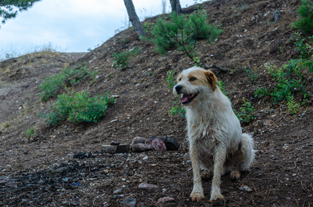 A lonely stray dog standing on the near of a wayの写真素材