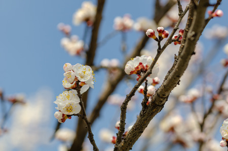 White flowers on the branches of trees the blue sky in the springの写真素材