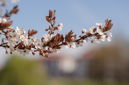 Spring branch with white flowers on blurred background.の写真素材