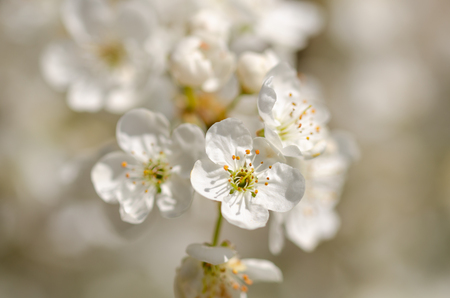 Fruit tree blossom close-up. Shallow depth of fieldの写真素材