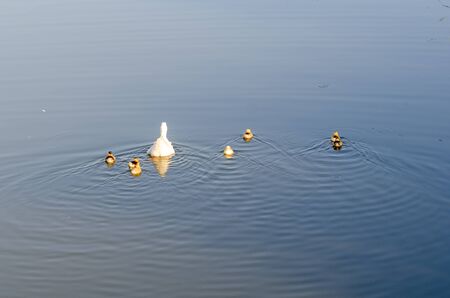 A cute family of ducks are swimming on the pond. Shallow DOFの写真素材