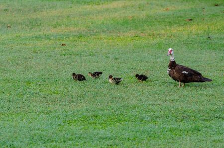 A cute family of ducks are walking on the field. Shallow DOFの写真素材