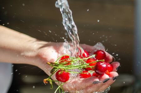 The woman is washing the cherries  in her hands.の写真素材