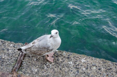 Pearched seagul by the sea, nature photography, larus argentatus