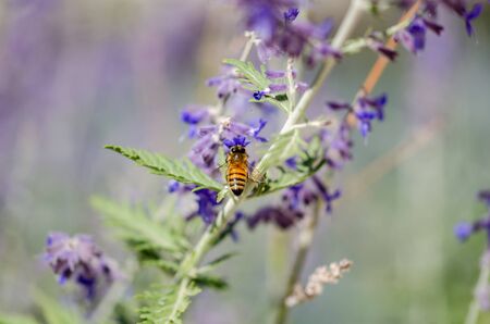 A honey bee on the purple flower,shallow depth of field, selective focus,
