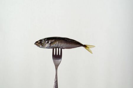 Fresh fish isolated on white backgroundの写真素材