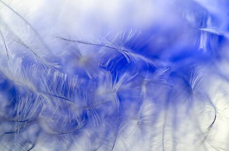 Close up view of beautiful and elegance blue tail featherの写真素材