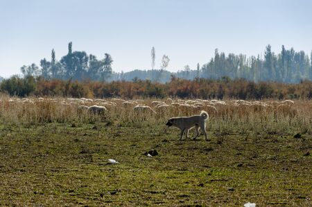 Shepherd dog and sheep herd grazing on the meadow.