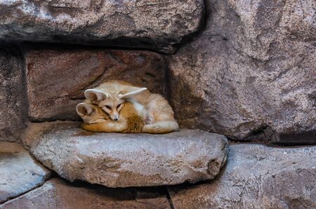 Cute fennec foxes (Vulpes zerda) are resting at the zoo