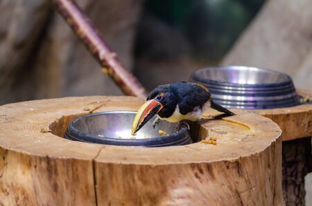 Toucan (channel-Billed toucan-Ramphastos vitellinus)  is eating in the zoo