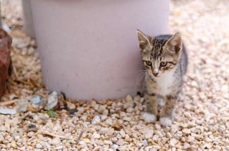 A cute and little kitten at the backyard.