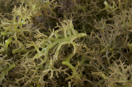 Eucheuma, a seaweed algae