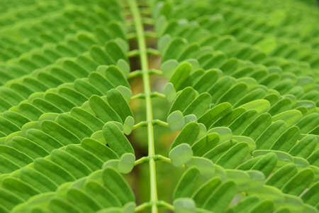 green leaves in the garden, medicinal plant