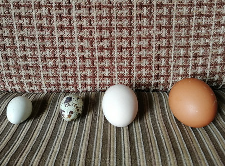 Three quail eggs on the table in front of a sofa.の写真素材