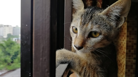 Cute cat looking out the window. Selective focus with shallow depth of field.の写真素材