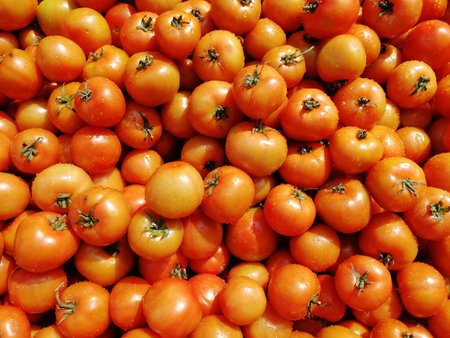 Tomatoes on display at a farmers market in Seattle, Washington.の写真素材