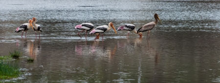 Egret  bangau の写真素材