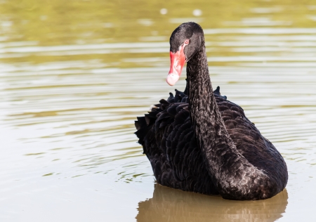The red bill black swan in a wetland park, Malaysiaの写真素材